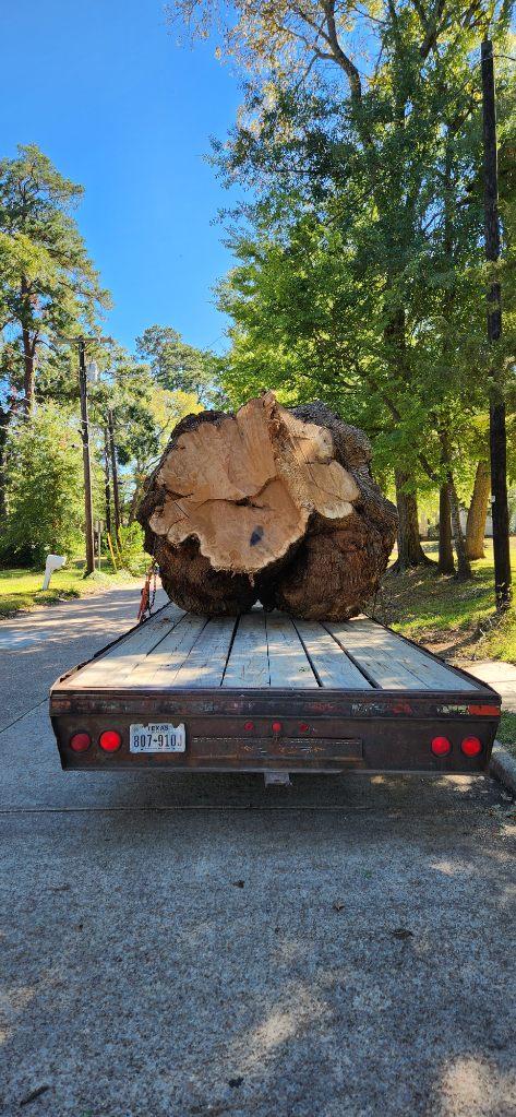 Post Oak Burl